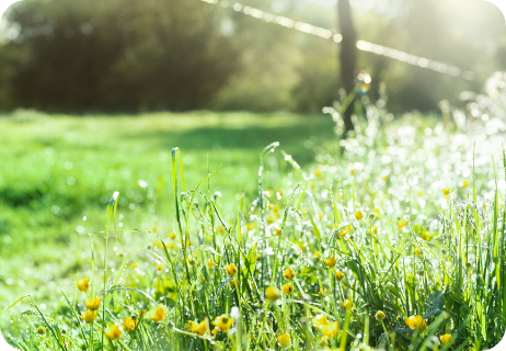 A field of grass bathed in sunlight at dawn. 